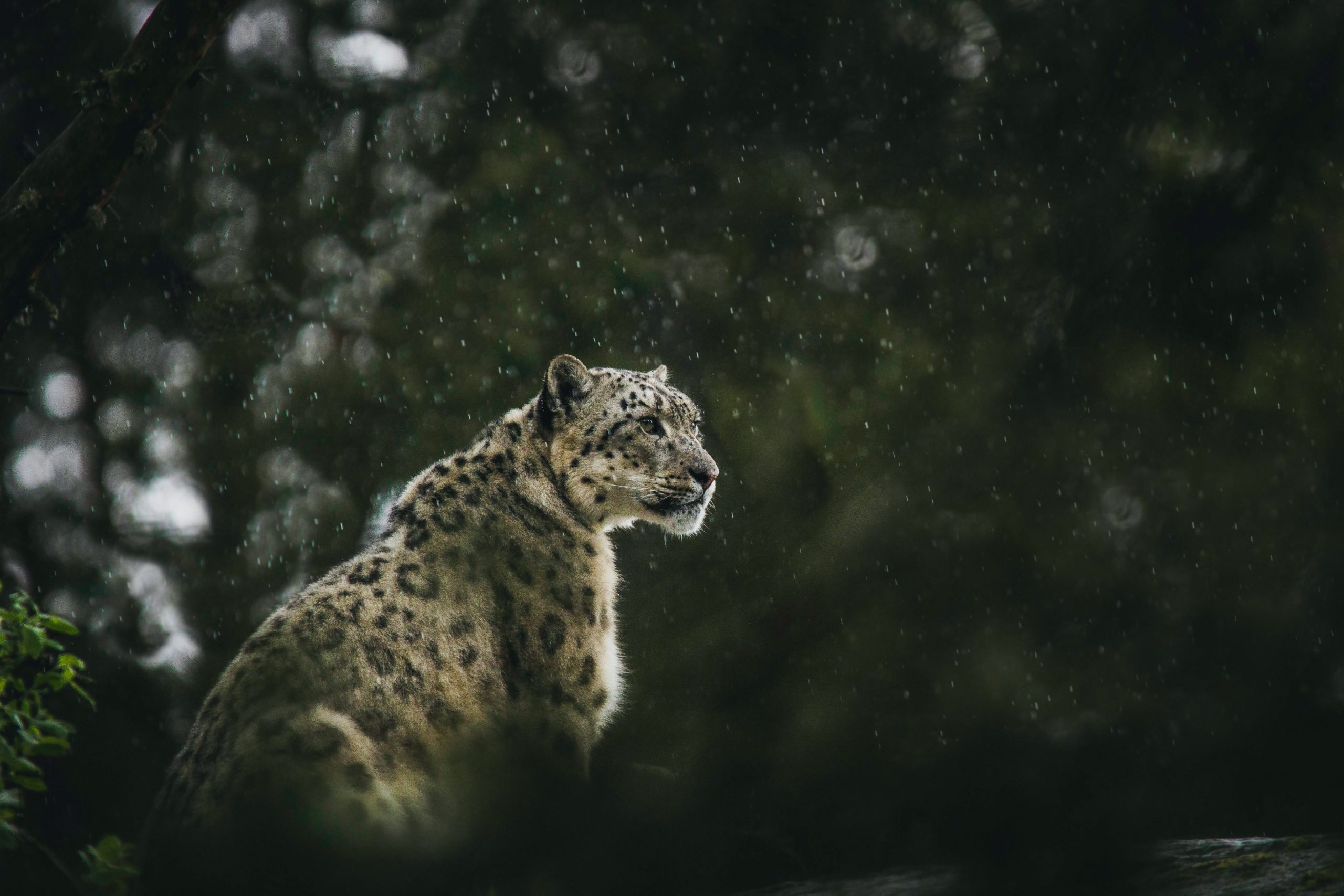 Why do Snow Leopards Love Winter Spiti?