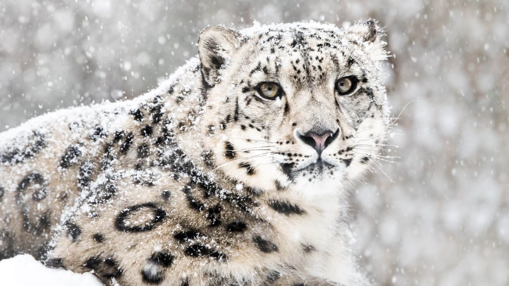 Snow leopard trek in Hemis National Park. Wildlife adventures. Treks of India. Difficult treks in Ladakh.