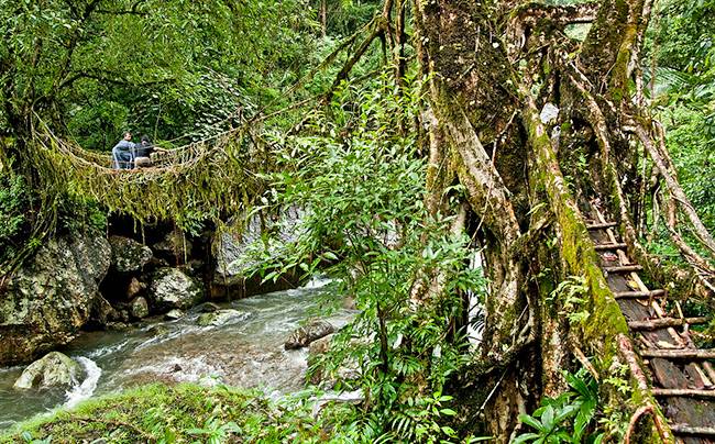 Living Root Bridges