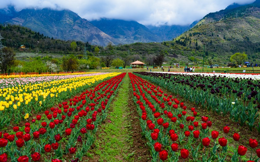 Tulip festival in Kashmir