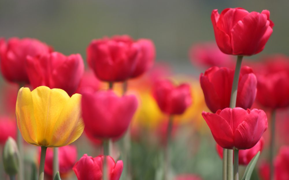 Tulip Festival in Kashmir