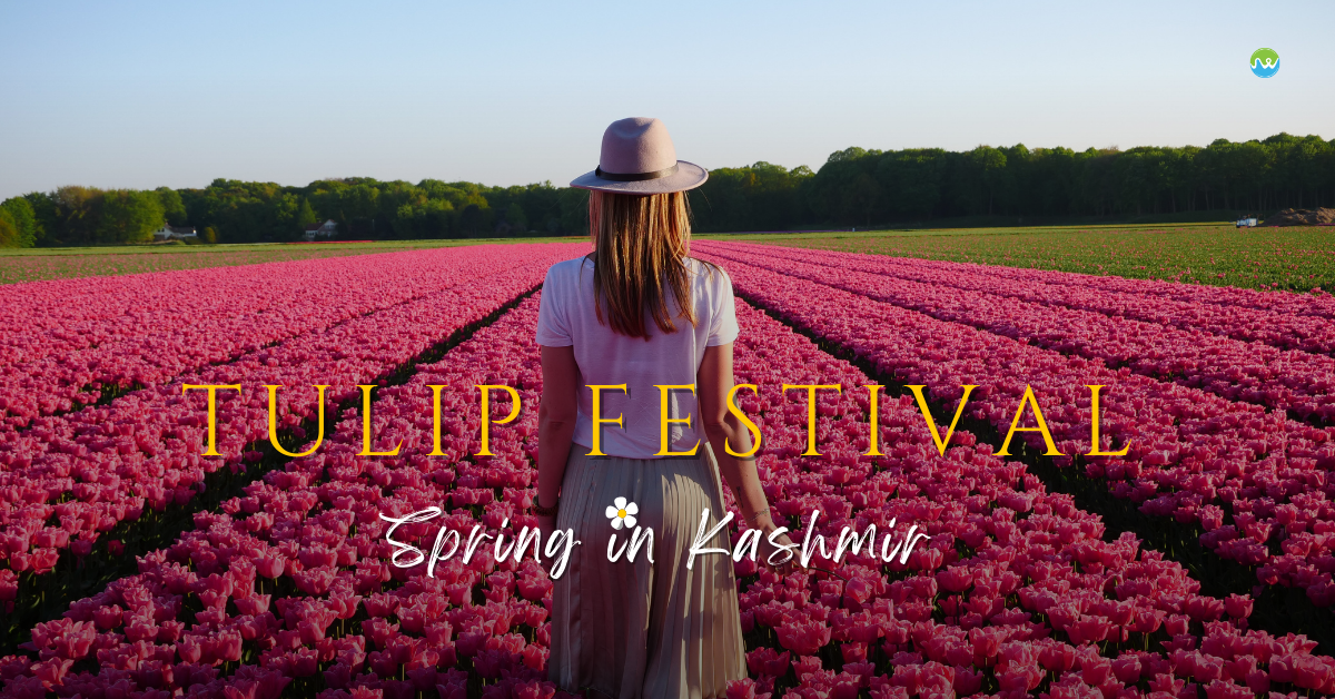 Tulip Festival In Kashmir – Everything you need to know