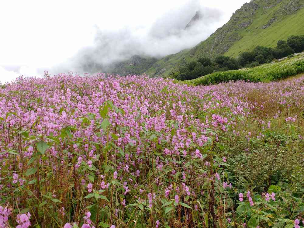 Valley of Flowers (Nubra Valley) - Himalayan Saga