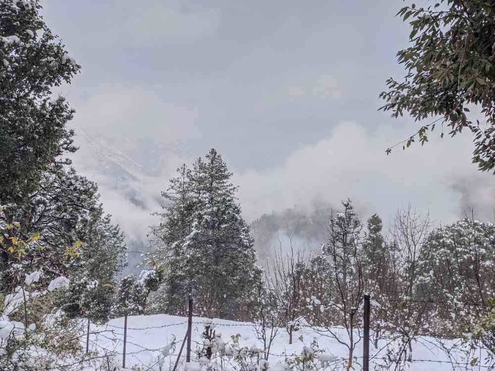 Dancing Pine Trees in Snow 