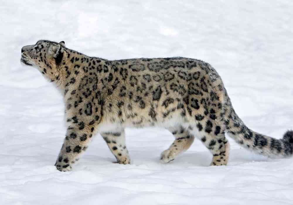 Snow Leopard 