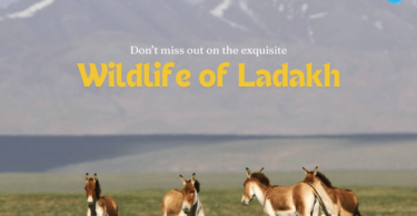 Know about the wildlife of Ladakh