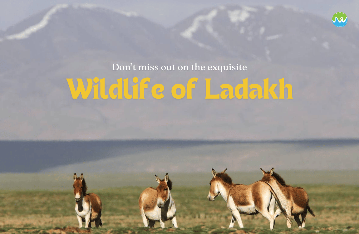 Don’t Miss out on the Exquisite Wildlife of Ladakh