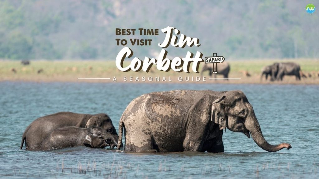 Best time to visit Jim Corbett: A seasonal guide