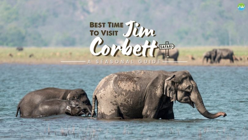 Best time to visit Jim Corbett: A seasonal guide