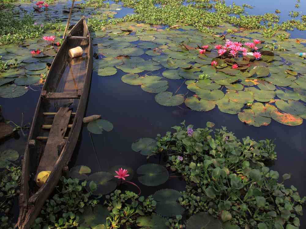 Lotus Filled Backwaters of Kerala