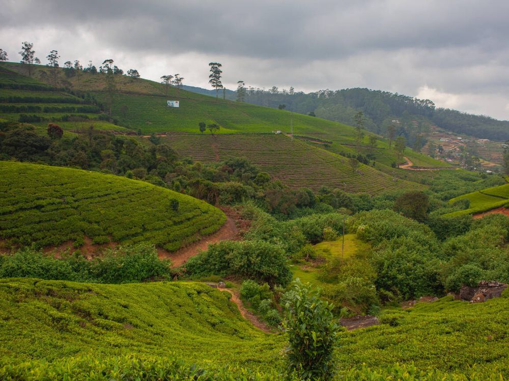 Tree Plantations in Nuwara Eliya