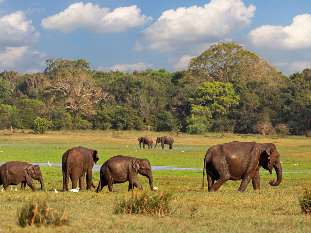 Elephant Safari in Kaudulla National Park