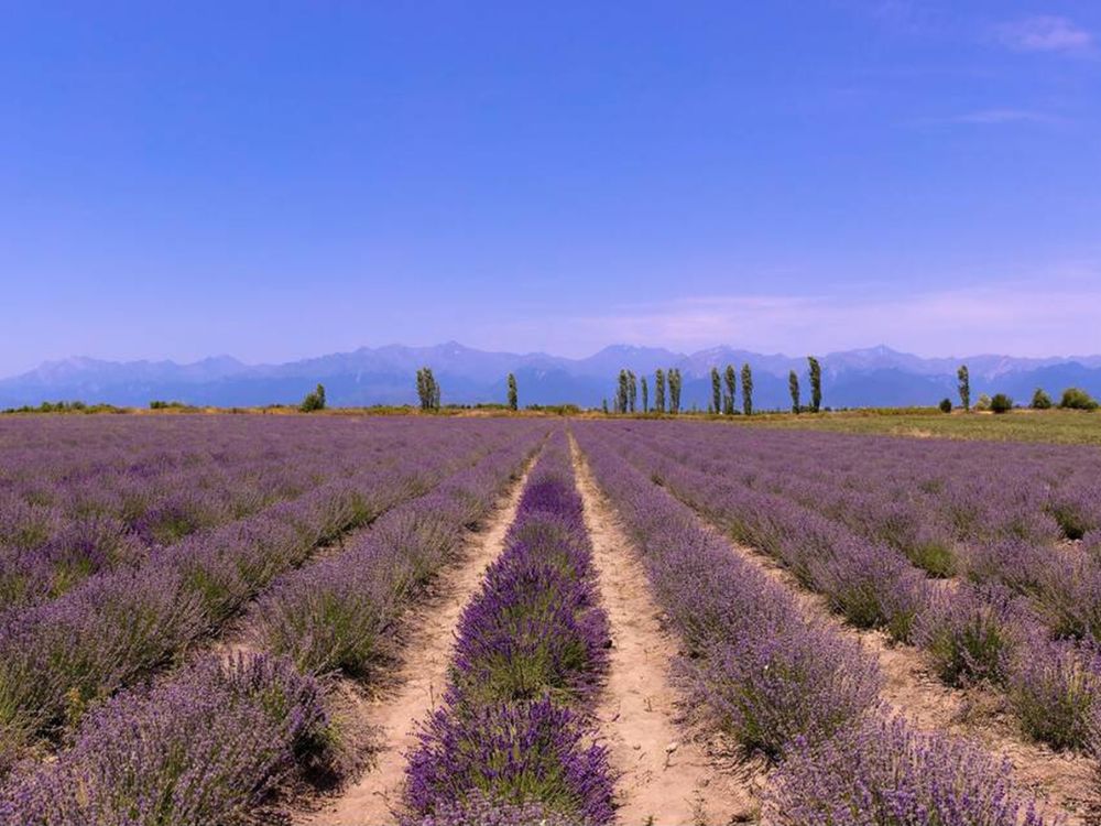 Lavender fields, Gabala