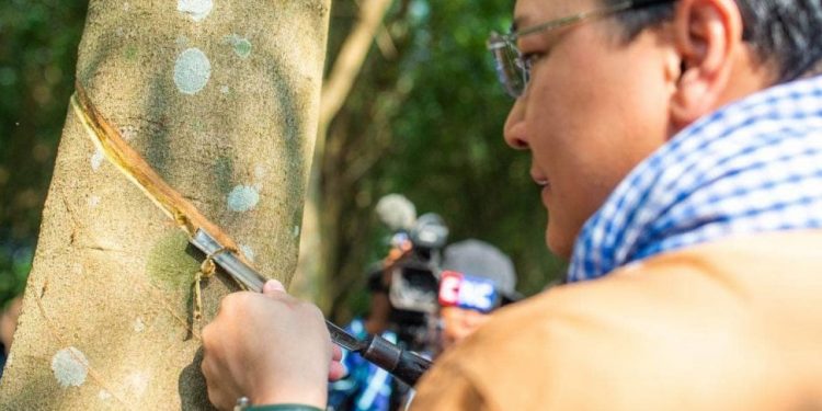 Cambodia prepares technicians to help on rubber cultivation to improve the yield