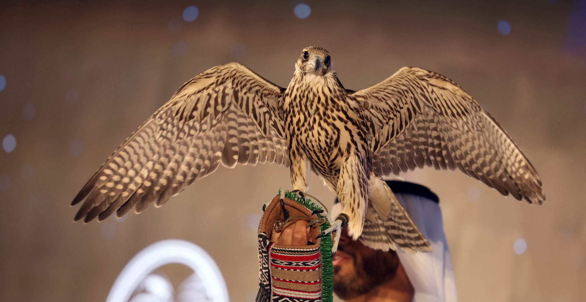 The famous falcon auction of the Abu Dhabi International Hunting and Equestrian Exhibition 2024 will take place online