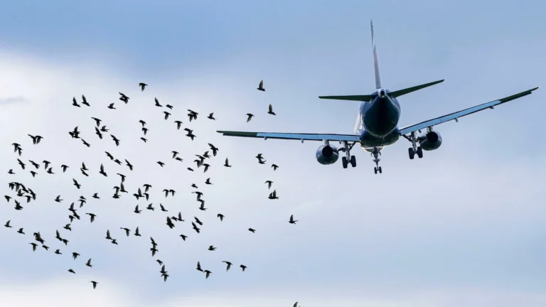 Philippine civil aviation authority ties up with AirAsia to mitigate bird strikes