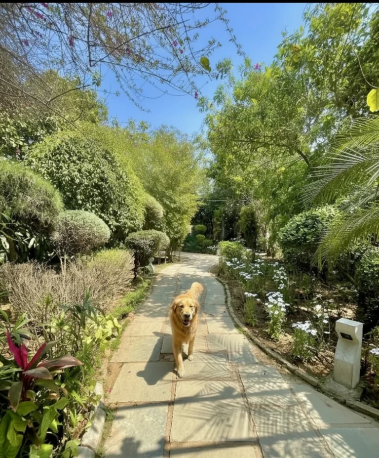 Botanix Resorts Introduces India’s First Pet & Infant-Friendly Diwali Retreat