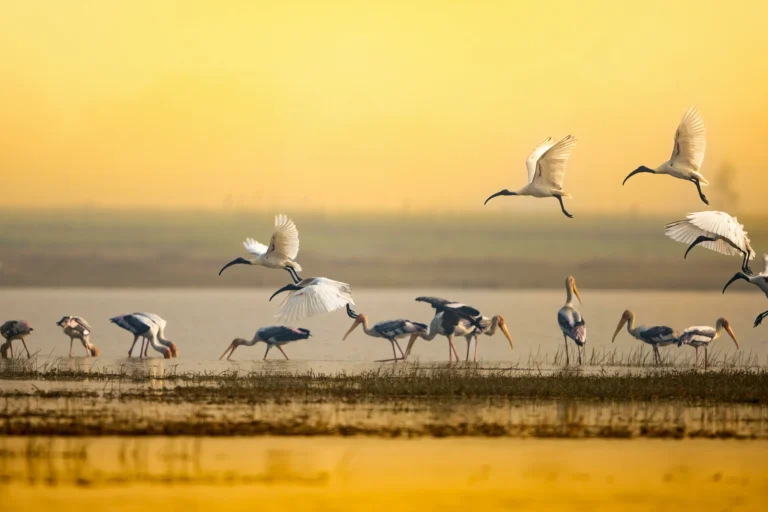 Agoda Reports 41% Rise in Interest for India’s Birding and Nature Hotspots Ahead of Migration Season