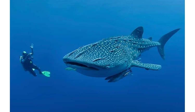 Bohol launches sustainable whale shark tourism