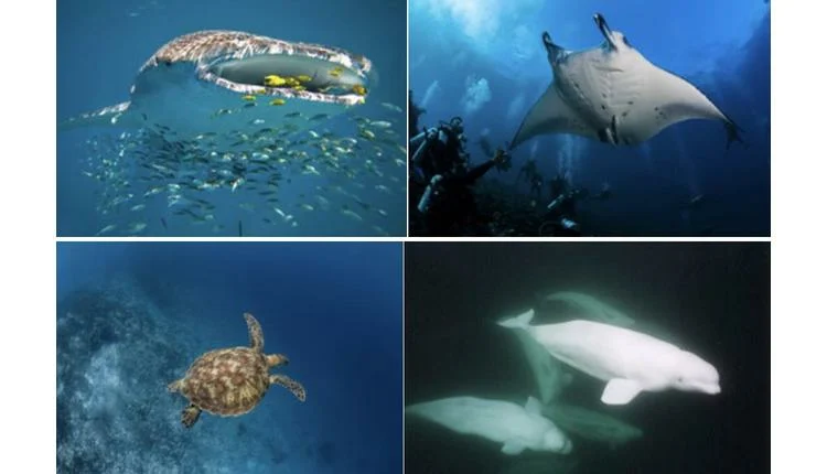 Elegant Resorts offers ocean adventures for World Ocean Day