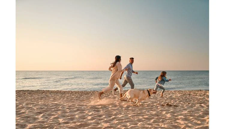 Ceva Animal Health offers pet travel tips for summer