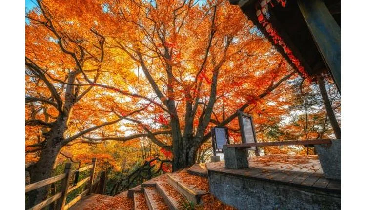 Sichuan festival showcases Asia’s autumn splendour