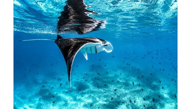 Kandooma Maldives celebrates Manta Month with conservation focus