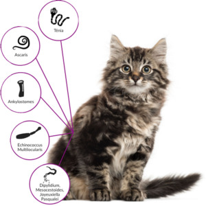 Drontal Cat -Ontwormer -Vetoquinol-Produits-veto