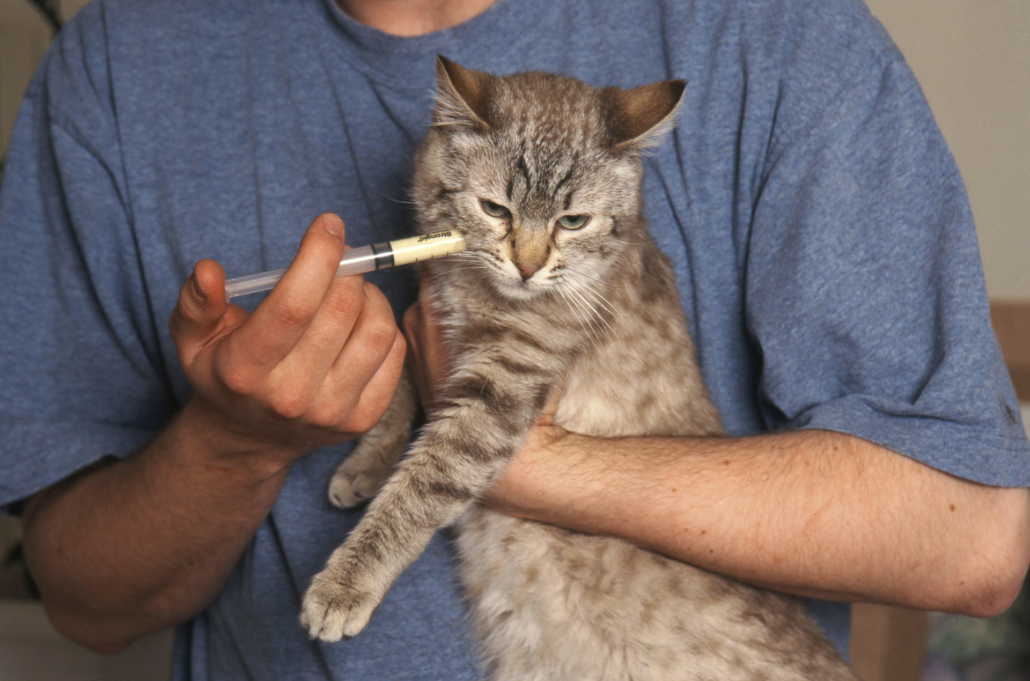 Vermifuger son chien ou son chat