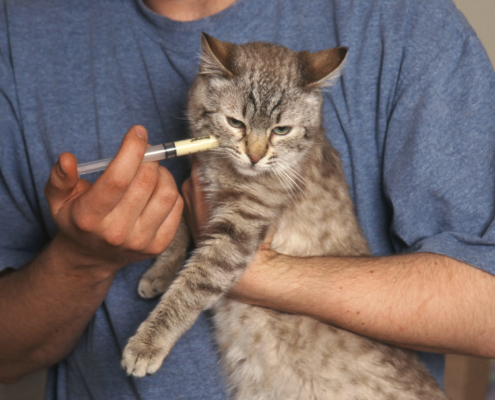 虫食い猫