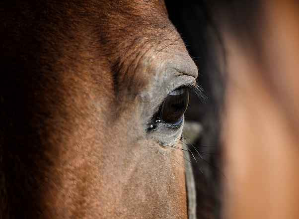 202110 - Tratamiento de caballos - Propinas