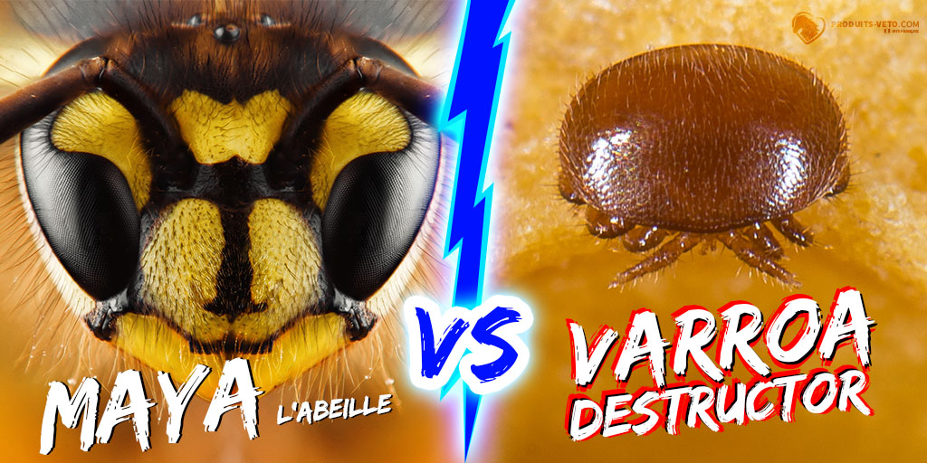 Article Varroa Destructor -Abeilles - Versus - Produits-veto.com