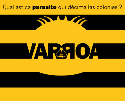 202203 Artikel om Varroa, parasit hos bin - Behandling - Miniatyr - Produits-veto.com