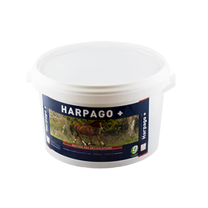 L'harpagophytum bio : soin par les plantes pour votre cheval