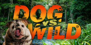 202210 - Dog Vs Wild - La Chasse - Produits-veto.com