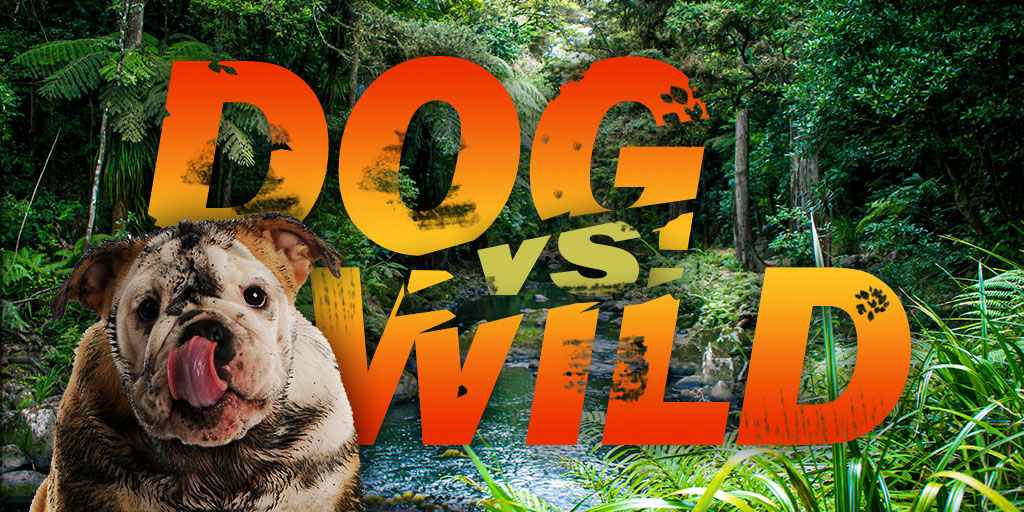 202210 - Hund Vs Wild - Jagd - Products-veto.com