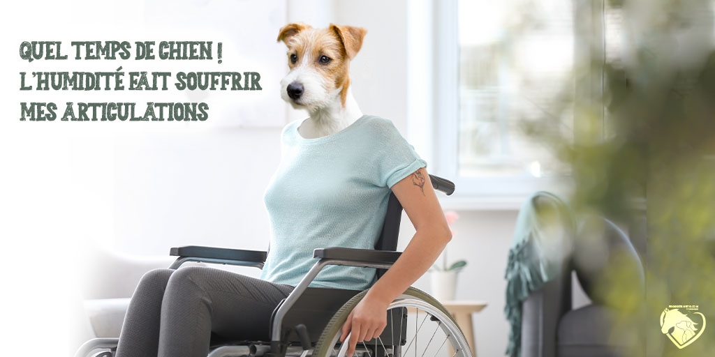 Article : La vieillesse du chat et du chien - Rhumatismes & arthrose - Produits-veto.com