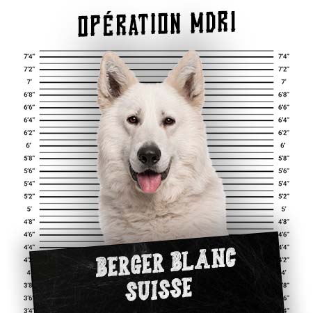 Article MDR1 Chien - Race Berger Blanc Suisse - Produits-veto.com