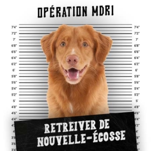 Article MDR1 Chien - Race Retreiver Nouvelle Ecosse - Produits-veto.com