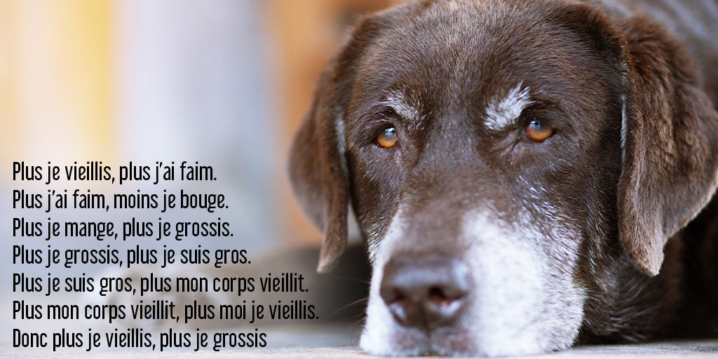 202311 - Obésité animale - Pourquoi le chien grossit - Produits-veto.com