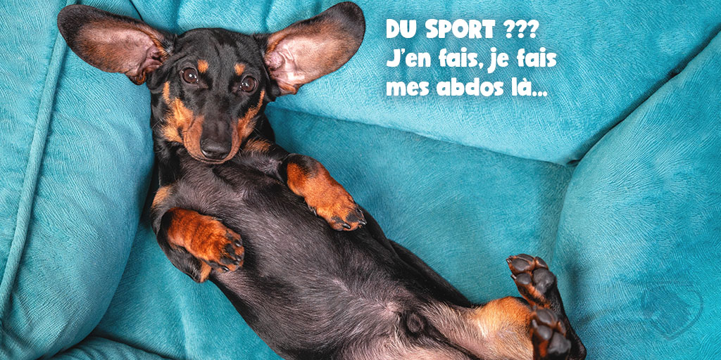 202311 - Obésité animale - Chien - Sport - Produits-veto.com