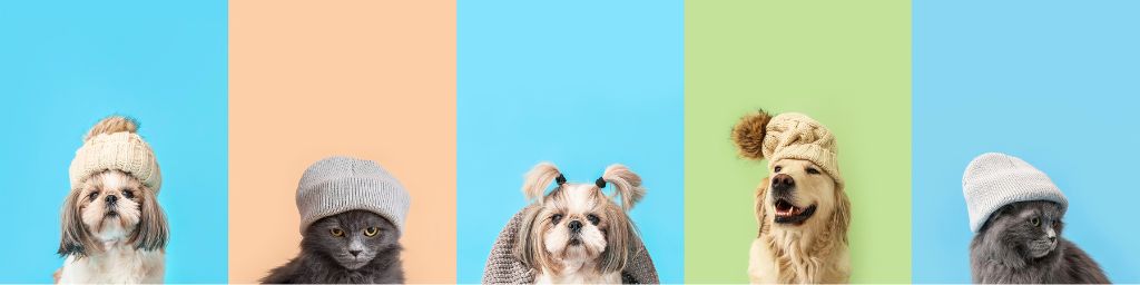 Diversi cani e gatti in posa per una foto per contrastare il freddo invernale