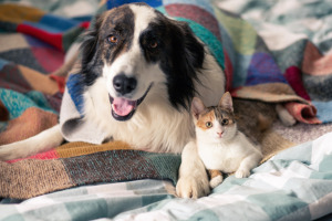 Un cane e un gatto sotto il piumone in una casa, protetti dal freddo invernale.