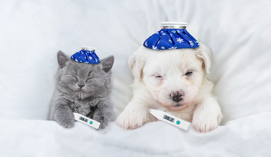 Un chien et un chat au lit avec un thermomètre et une bouillotte sur la tête pour éviter les maladies