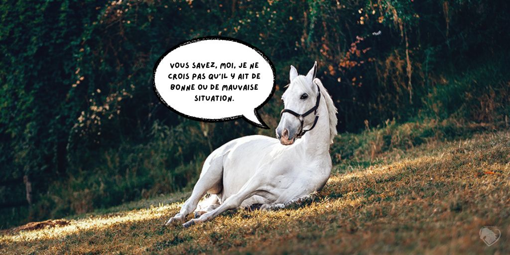 Stress chez le Cheval assis sur l'herbe se posant des questions