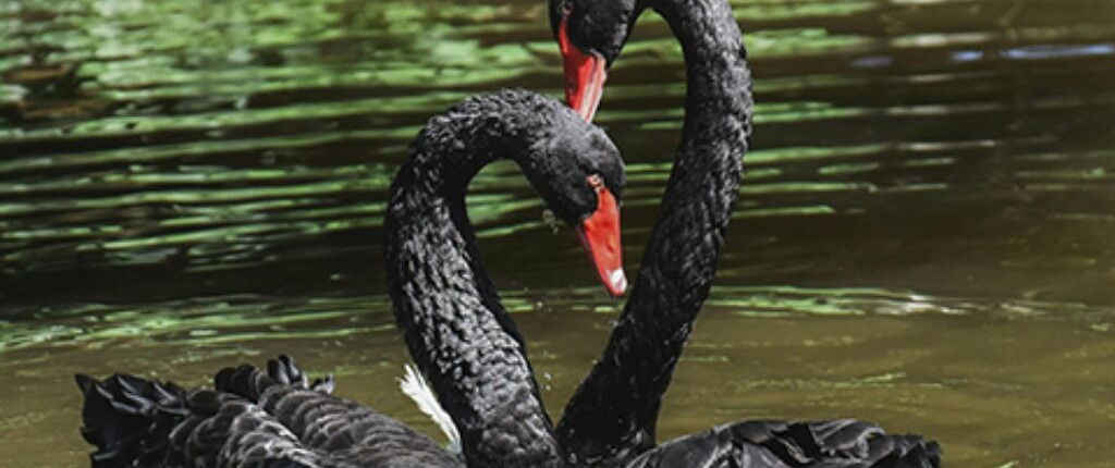 Couple de Cygnes dans l'eau