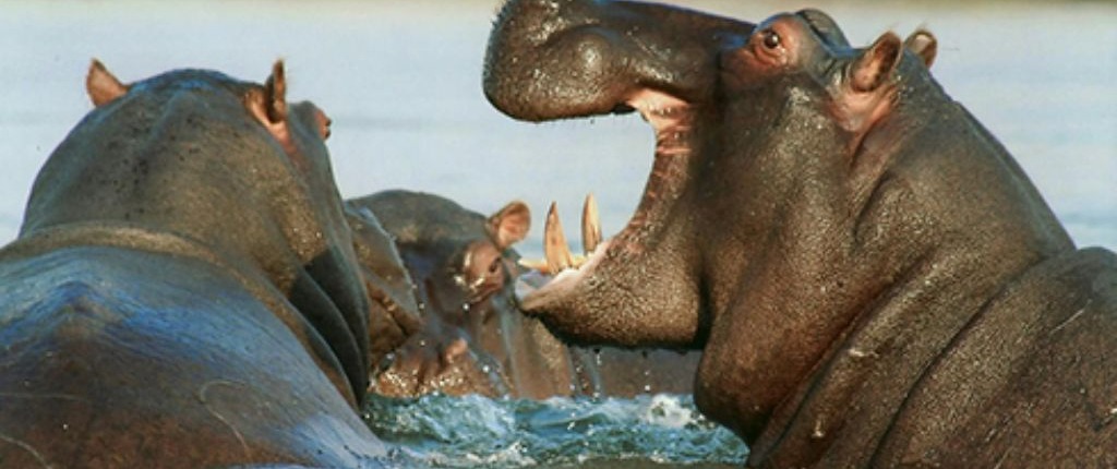 Couple d'hippopotame dans l'eau