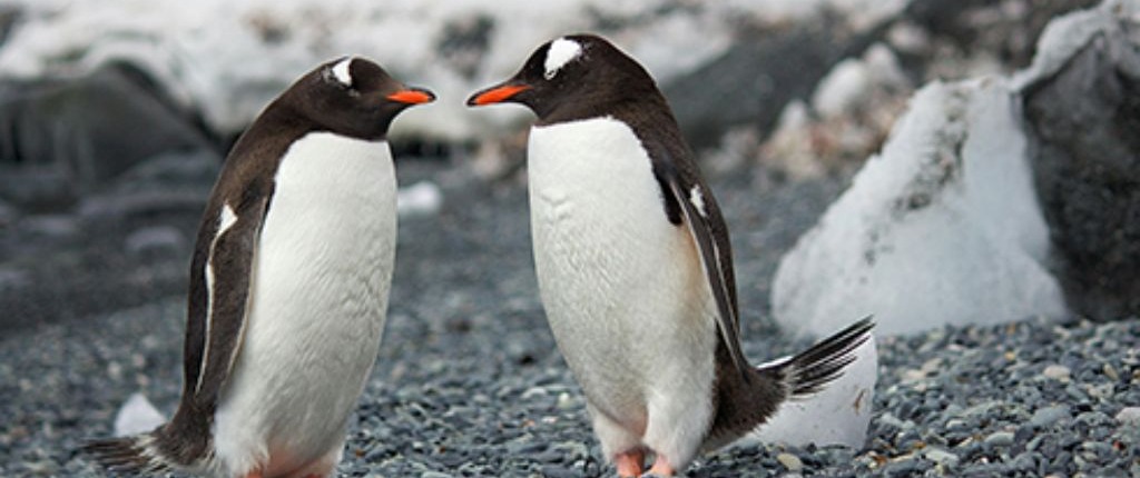 Casal de pinguins