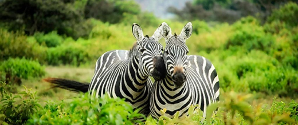 Coppia di zebre nel mezzo della savana