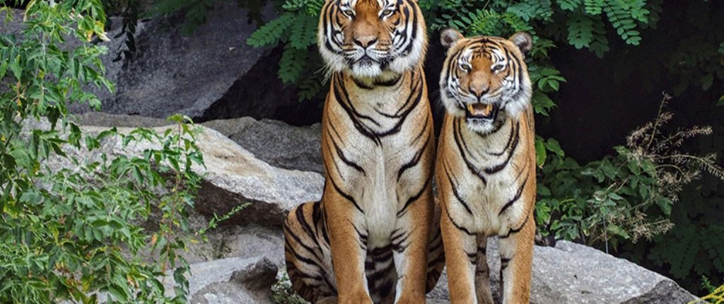 Couple de tigre